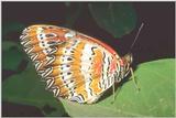 Butterfly-01-