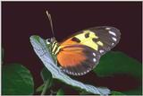 Butterfly-02-