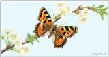 Art by Hermann Fey Butterfly01.jpg (1/1) 65509 bytes