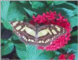 Butterfly 2