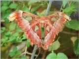 Butterflies from Friedrichsruh - fly spray useless, pumpgun required for this :-)