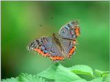 Butterflies from Friedrichsruh - A symphony in blue and orange (2 pics)