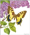 Art by Hermann Fey Butterfly06.jpg (1/1)