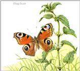 Art by Hermann Fey Butterfly07.jpg (1/1) 91348 bytes