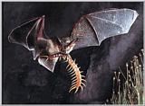 good bat shot