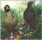 Cabot's Tragopan Pheasant