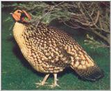 Pheasants: Cabot's Tragopan