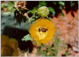 Prickly Pear Cactus and bee - Beech Island, SC - cactus01.jpg