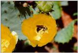 Prickly Pear Cactus and bee - Beech Island, SC - cactus02.jpg