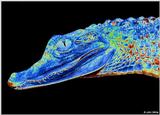 crocodilian art