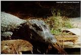 Yacare Caiman (Caiman yacare)