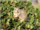 Some ol' scans from California, in between - ground squirrel at La Jolla Beach