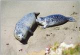 Sea animals -- feeding