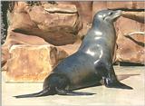Animal pictures from my trip to California - Sea Lion in Sea World, San Diego