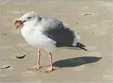 ...Can't get much sleep tonight - one more animal picture from my California trip - Seagull at Coro