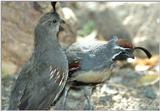 Irritated Quail