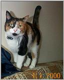 Pictures of Callie and Tiger