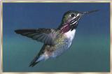 Hummingbird - Calliope