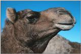 Camel