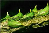Camouflage J01 - Horned Cicada's caterpillars