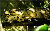 Camouflage J02 - Ocelot under shadow on branch - Neofelis nebulosa - mainland clouded leopard
