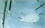 Camouflage J04-Snow Rabbit-white fur on snow (Arctic Hare)