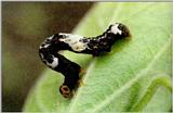 Camouflage J06-Moth s caterpillar-ScaleWorm.jpg