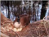 Canada Goose Mother 3