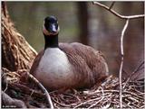 Canada Goose Mother 5