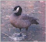 Cackling Goose