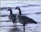 Canada Geese