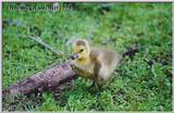 Canada Goose gosling