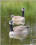 Two Canada Geese