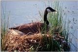 Canada Goose 2