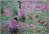 Canada Goose 3