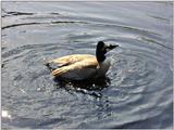 Birds and the Bees - Well geese anyway!  rated PG