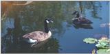 Canada Geese