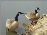 Canada Geese