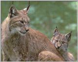 Lynx 3&4 of6