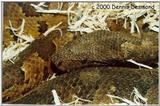 viper boa