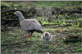 Cape Barren Goose