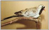 Re: Looking for pictures of DOVES!! -- Namaqua Dove (Oena capensis)