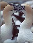 Cape Gannets