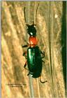 Carabid 1 - ktatlow@xta.com.jpg