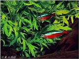 Cardinal Tetras