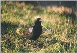 Birds from the Netherlands - carrion crow3.jpg