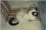 Cashew1