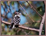 Birds Of September --> Downy Woodpecker