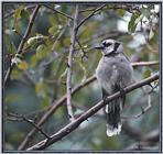 Birds Of September --> Blue Jay