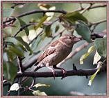 Birds Of September --> House Sparrow